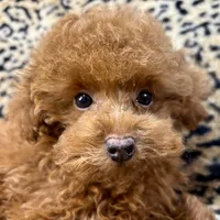 Austine, a male Poodle - Toy  for sale in Mastic, NY – Photo 1 of 6