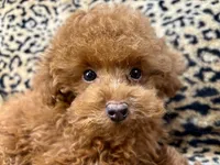 Austine, a male Poodle - Toy  for sale in Mastic, NY – Photo 1 of 6