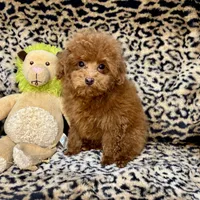 Austine, a male Poodle - Toy  for sale in Mastic, NY – Photo 5 of 6