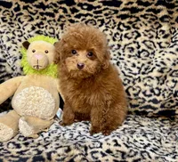 Austine, a male Poodle - Toy  for sale in Mastic, NY – Photo 5 of 6