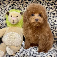 Austine, a male Poodle - Toy  for sale in Mastic, NY – Photo 2 of 6