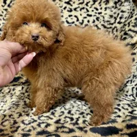 Austine, a male Poodle - Toy  for sale in Mastic, NY – Photo 3 of 6