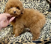Austine, a male Poodle - Toy  for sale in Mastic, NY – Photo 3 of 6