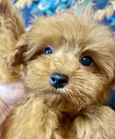 Teddy, a male Maltipoo for sale in Mastic, NY – 8 of 8