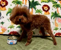 Lucky, a male Poodle - Toy  for sale in Mastic, NY – 2 of 6