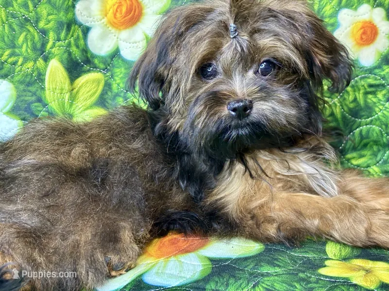 Bee – Maltipoo puppy for sale in Mastic, NY