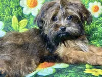 Bee, a female Maltipoo for sale in Mastic, NY – 1 of 3