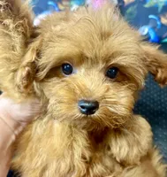 Teddy, a male Maltipoo for sale in Mastic, NY – 3 of 8