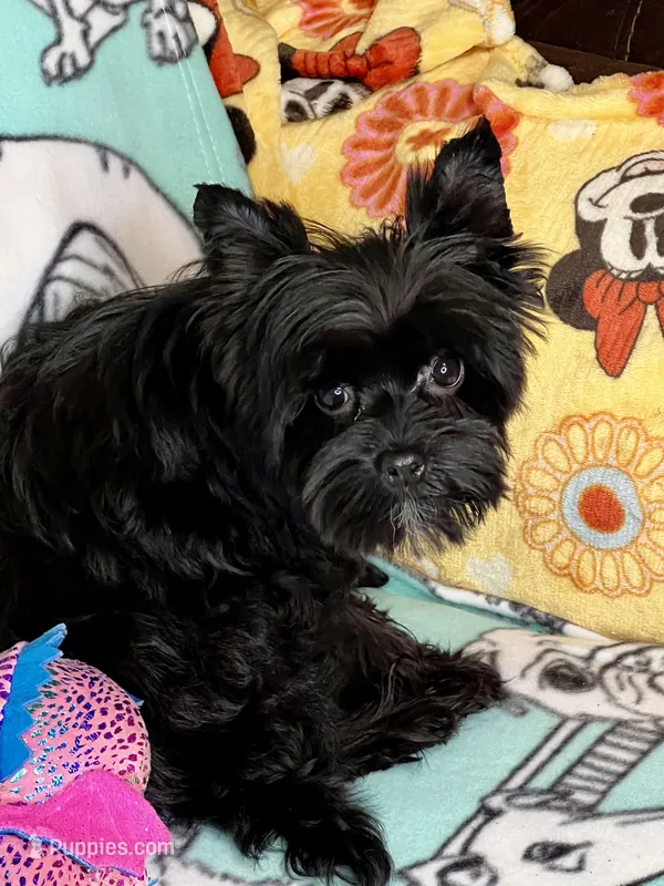 Heart breaker – Yorkshire Terrier puppy for sale in Mastic, NY