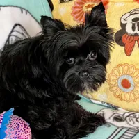 Heart breaker, a male Yorkshire Terrier for sale in Mastic, NY – Photo 2 of 5