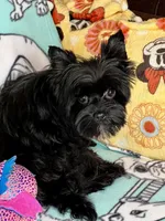 Heart breaker, a male Yorkshire Terrier for sale in Mastic, NY – Photo 2 of 5