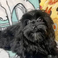 Heart breaker, a male Yorkshire Terrier for sale in Mastic, NY – Photo 3 of 5