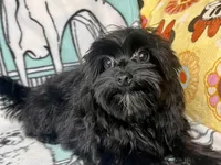 Heart breaker, a male Yorkshire Terrier for sale in Mastic, NY – Photo 3 of 5