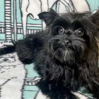 Heart breaker, a male Yorkshire Terrier for sale in Mastic, NY – Photo 4 of 5