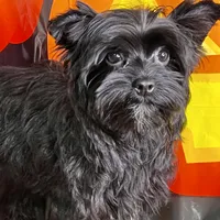 Heart breaker, a male Yorkshire Terrier for sale in Mastic, NY – Photo 1 of 5