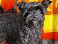 Heart breaker, a male Yorkshire Terrier for sale in Mastic, NY – Photo 1 of 5