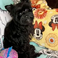 Heart breaker, a male Yorkshire Terrier for sale in Mastic, NY – Photo 5 of 5