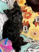 Heart breaker, a male Yorkshire Terrier for sale in Mastic, NY – Photo 5 of 5