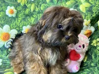 Brandy , a male Maltipoo for sale in Mastic, NY – 5 of 6