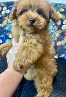 Teddy, a male Maltipoo for sale in Mastic, NY – 4 of 8