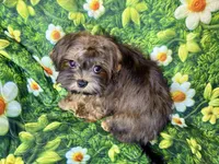 Brandy , a male Maltipoo for sale in Mastic, NY – 6 of 6