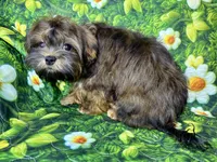 Brandy , a male Maltipoo for sale in Mastic, NY – 2 of 6