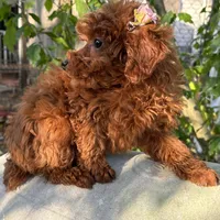Fiona, a female Poodle - Toy  for sale in Mastic, NY – Photo 9 of 9