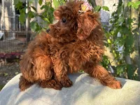 Fiona, a female Poodle - Toy  for sale in Mastic, NY – Photo 9 of 9