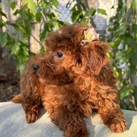 Fiona, a female Poodle - Toy  for sale in Mastic, NY – Photo 8 of 9