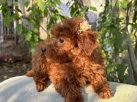 Fiona, a female Poodle - Toy  for sale in Mastic, NY – Photo 8 of 9