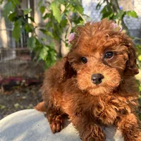 Fiona, a female Poodle - Toy  for sale in Mastic, NY – Photo 3 of 9