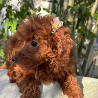 Fiona, a female Poodle - Toy  for sale in Mastic, NY – Photo 2 of 9