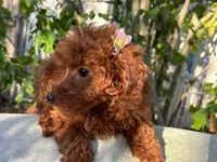 Fiona, a female Poodle - Toy  for sale in Mastic, NY – Photo 2 of 9