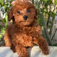 Fiona, a female Poodle - Toy  for sale in Mastic, NY – Photo 1 of 9