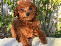 Fiona, a female Poodle - Toy  for sale in Mastic, NY – Photo 1 of 9