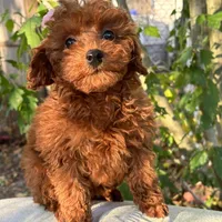 Fiona, a female Poodle - Toy  for sale in Mastic, NY – Photo 4 of 9