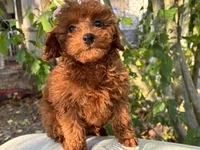 Fiona, a female Poodle - Toy  for sale in Mastic, NY – Photo 4 of 9
