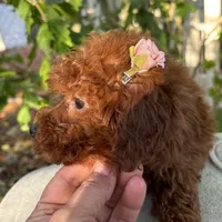 Fiona, a female Poodle - Toy  for sale in Mastic, NY – Photo 7 of 9