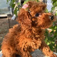 Fiona, a female Poodle - Toy  for sale in Mastic, NY – Photo 5 of 9