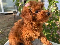 Fiona, a female Poodle - Toy  for sale in Mastic, NY – Photo 5 of 9