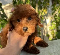 Fiona, a female Poodle - Toy  for sale in Mastic, NY – Photo 6 of 9