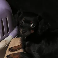 Bambina tiny, a female Maltipoo for sale in Mastic, NY – Photo 2 of 9