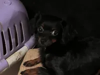 Bambina tiny, a female Maltipoo for sale in Mastic, NY – Photo 2 of 9