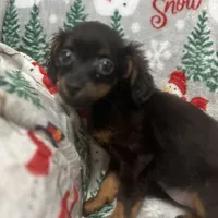 Bambina tiny, a female Maltipoo for sale in Mastic, NY – Photo 4 of 9