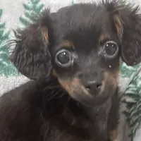 Bambina tiny, a female Maltipoo for sale in Mastic, NY – Photo 5 of 9