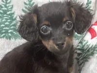 Bambina tiny, a female Maltipoo for sale in Mastic, NY – Photo 5 of 9