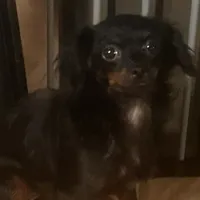 Bambina tiny, a female Maltipoo for sale in Mastic, NY – Photo 1 of 9