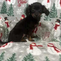 Bambina tiny, a female Maltipoo for sale in Mastic, NY – Photo 8 of 9