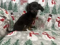 Bambina tiny, a female Maltipoo for sale in Mastic, NY – Photo 8 of 9