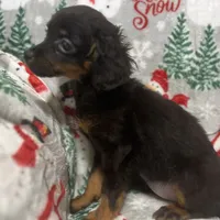 Bambina tiny, a female Maltipoo for sale in Mastic, NY – Photo 6 of 9